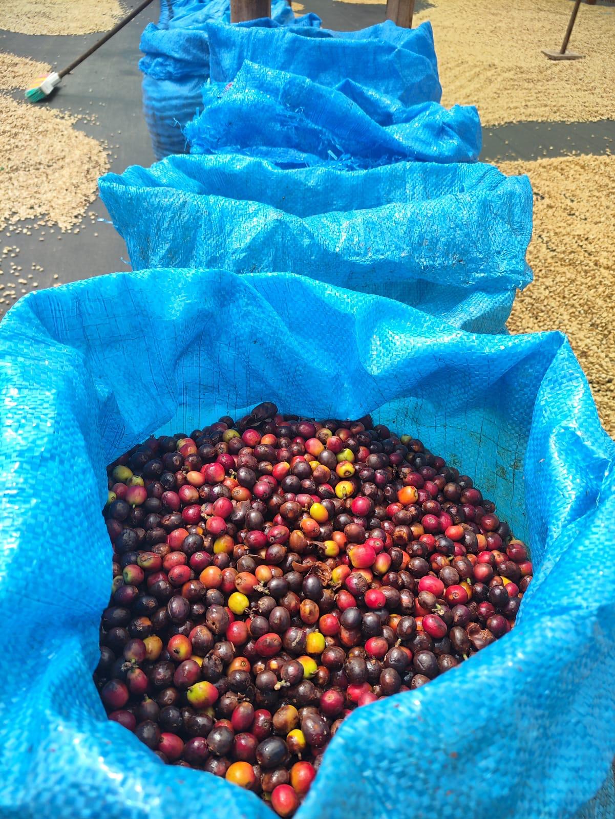 GESHA Colombia — La Quebraditas packshot