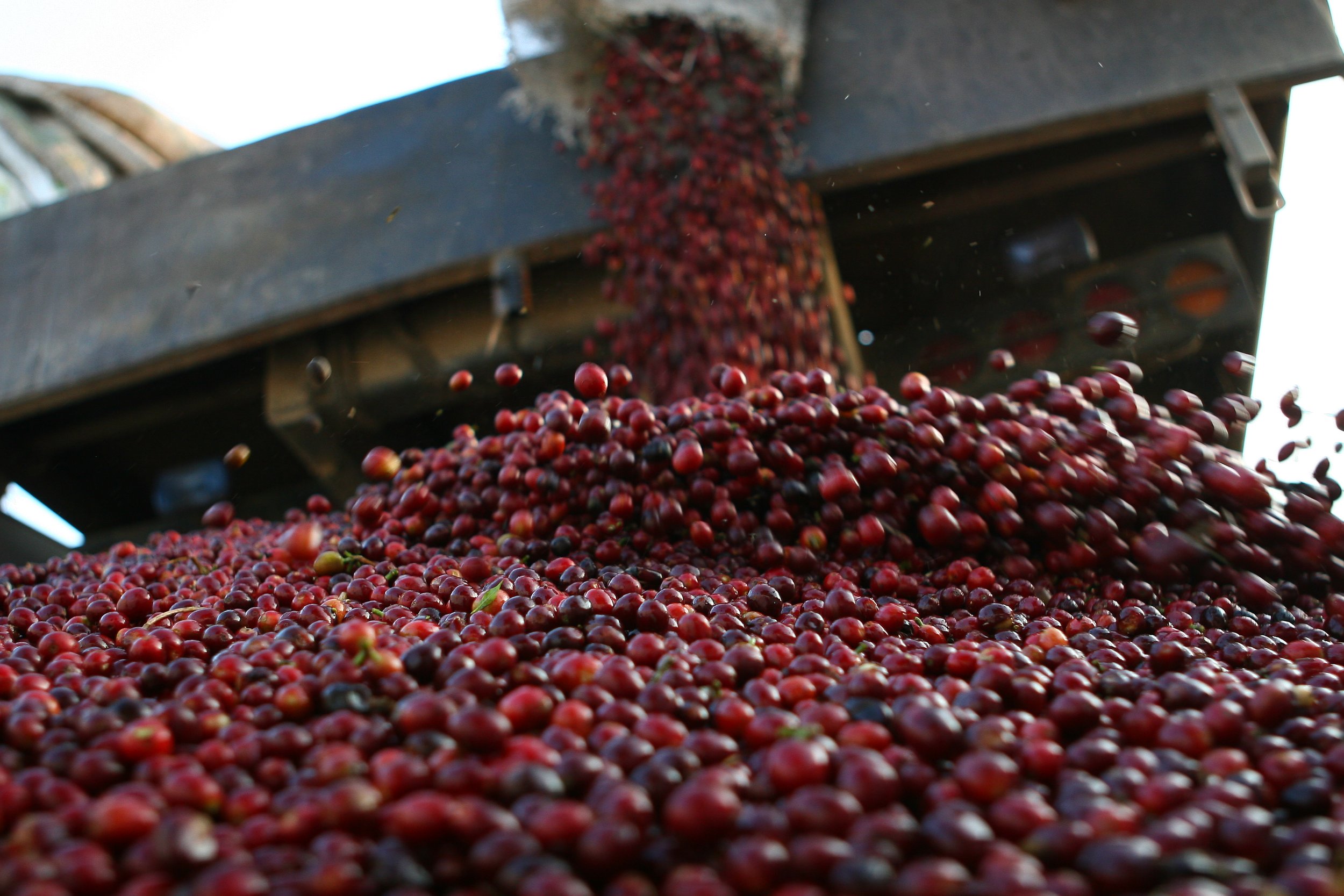 El Salvador - Finca La Reforma