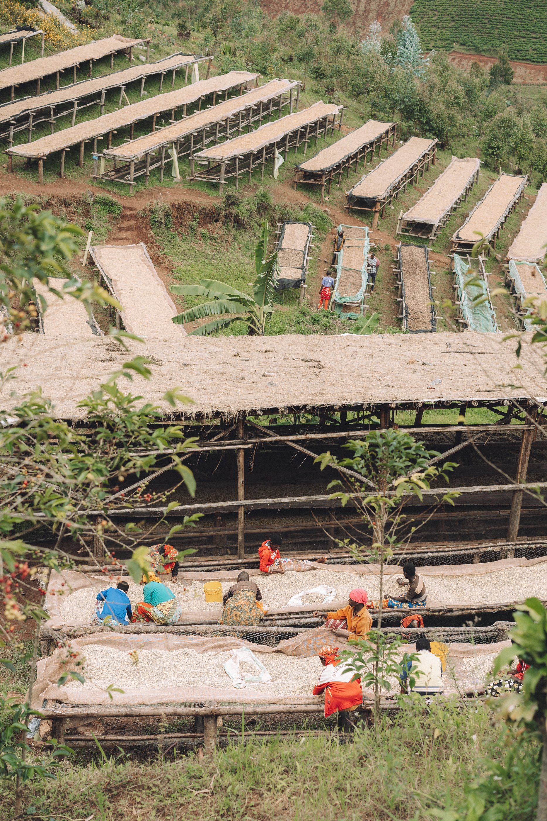 Burundi - Heza Hills