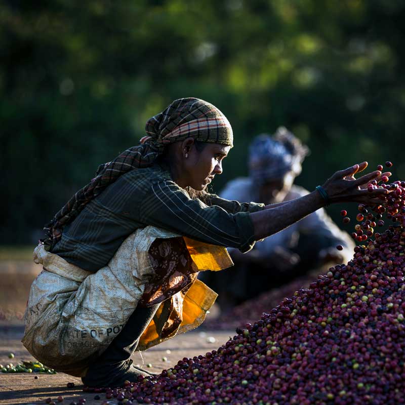 Indien Hulikere Estate packshot