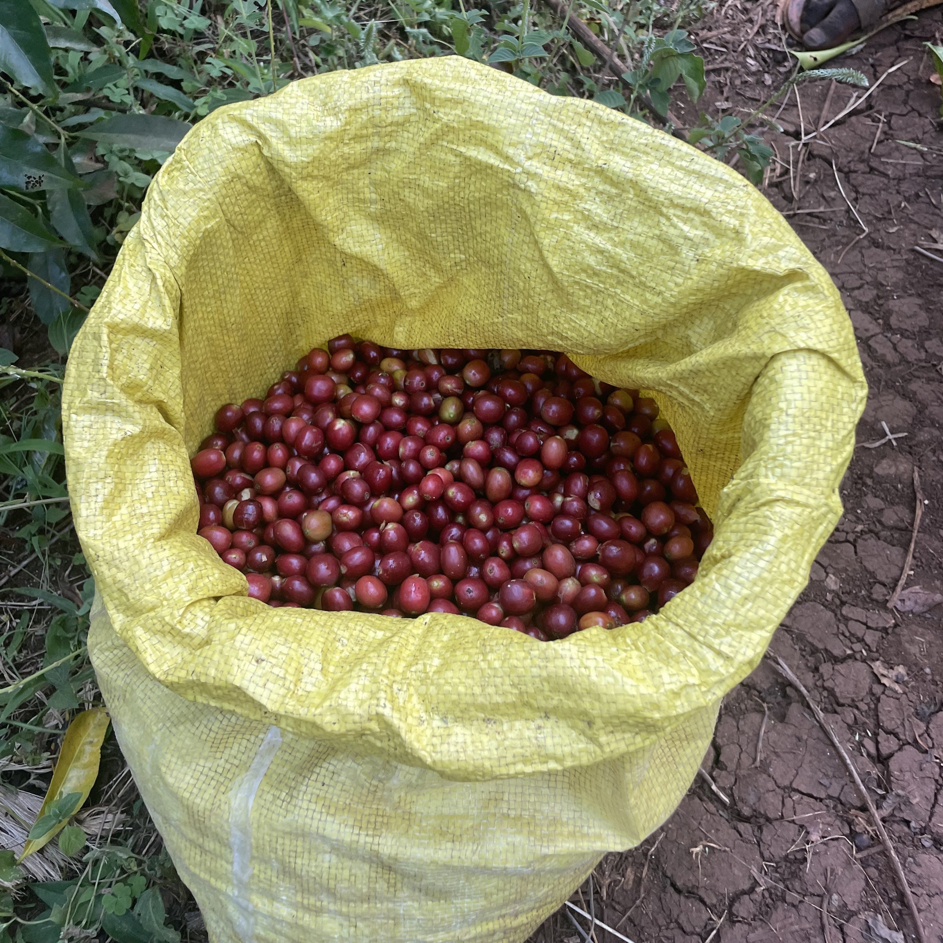 ETHIOPIA Niguse Gemeda Silinga Natural packshot