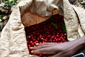 Ethiopia Banko Gotiti Washed FILTER packshot