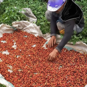 Venice Speciale packshot