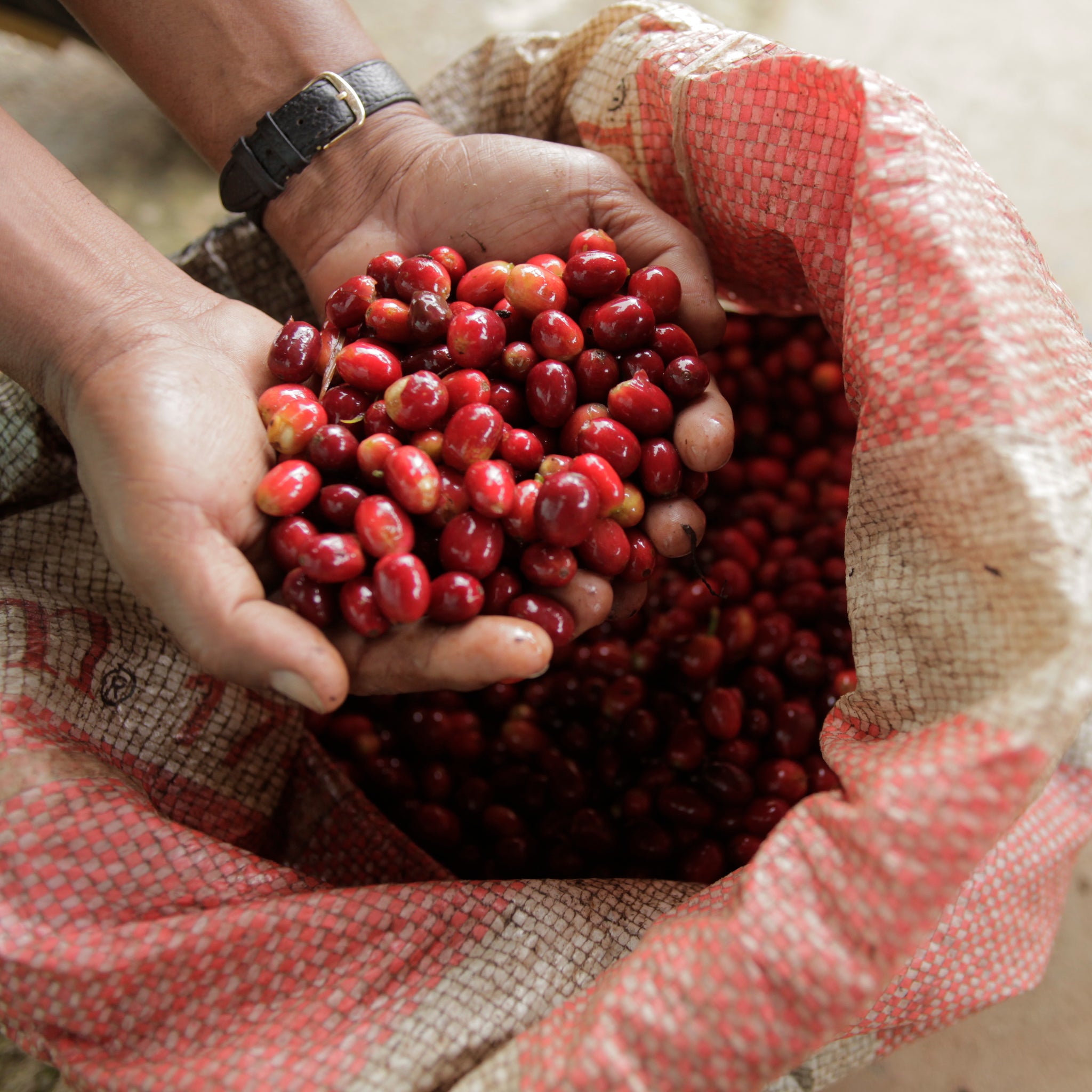 Blue Label | Granja La Esperanza Sudan Rume Natural packshot