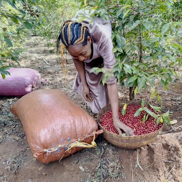 Habtamu Fikadu Aga Danche Washed packshot