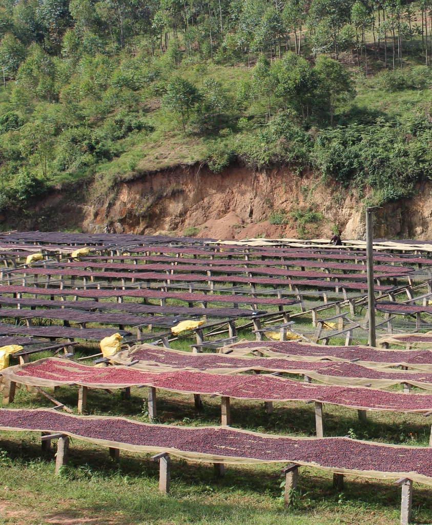 Burundi Kibingo Cima Anaerobic Natural Filter